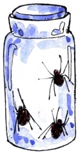 Bottle of spiders