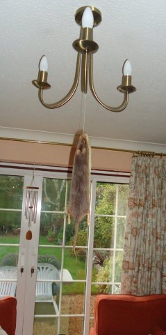 The Night before Christmas – just hanging around 
								– A.V.